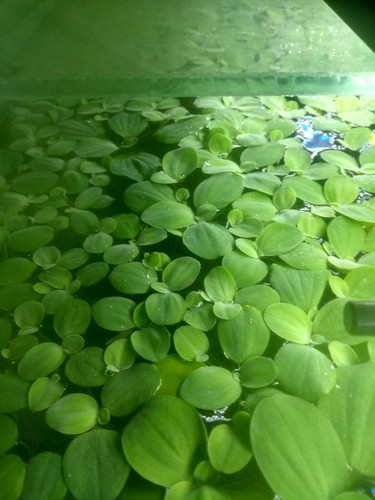 Water lettuce pistia - 60,