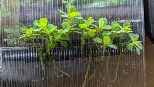 Quality dwarf water lettuce - quality,