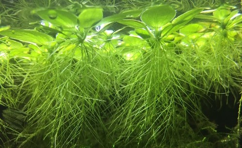 Water lettuce pistia - water,