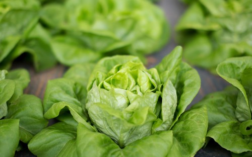 Lettuce arctic king 300 - lettuce,