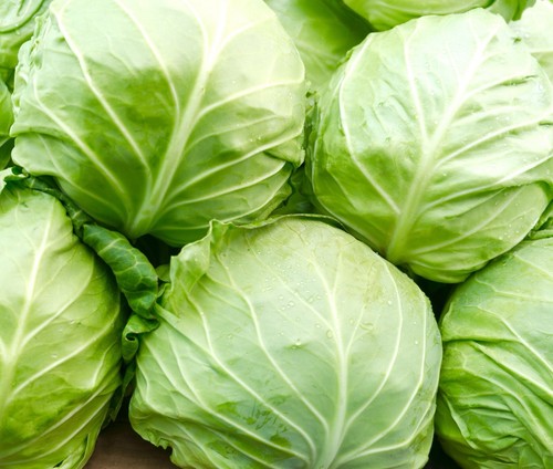 Large savoy winter cabbage - large,