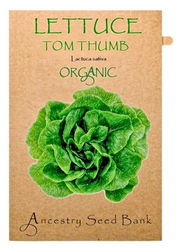 Organic lettuce tom thumb - organic,