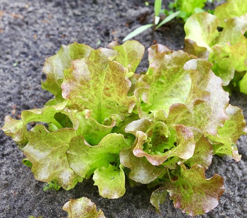 700x lettuce brune - brune, d'hiver