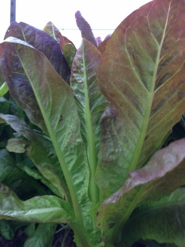Lettuce red romaine cos - romaine, ~