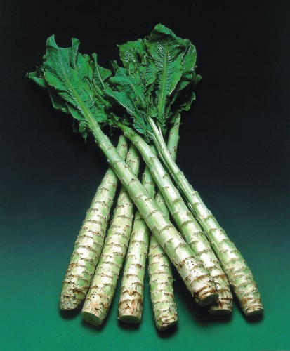 Celtuce seeds 450 - seeds,