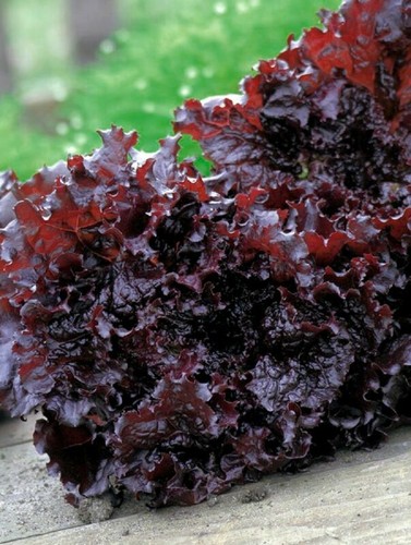 Lettuce apache 2 grams - 3.2,