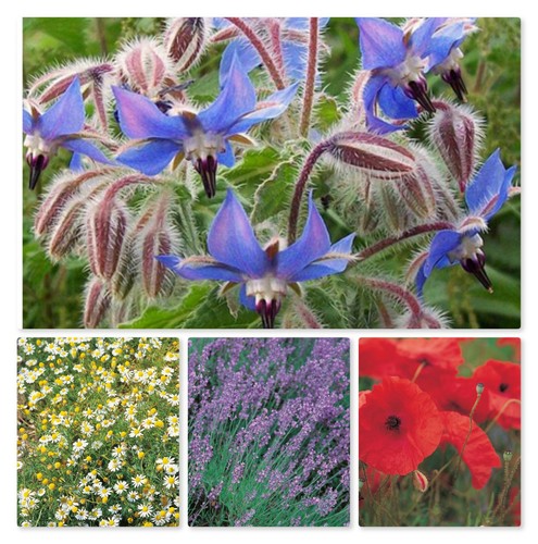 Herb veg seeds large - &,