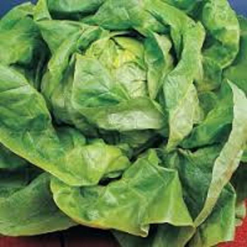 Lettuce all the - round, old