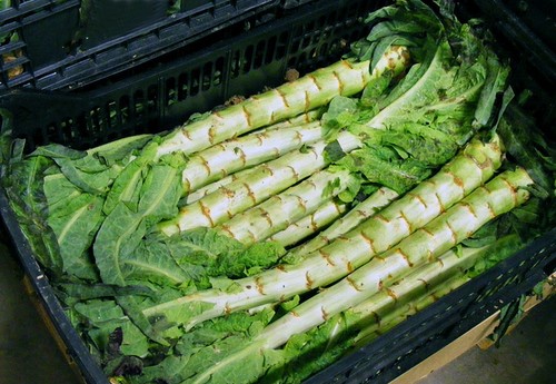 Celtuce stem lettuce 3 gram - stem,