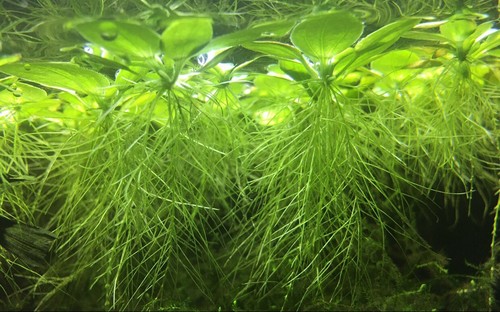 15x water lettuce - 15x, pistia