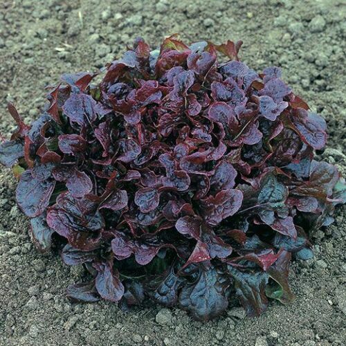 Deer tongue blush - tongue,
