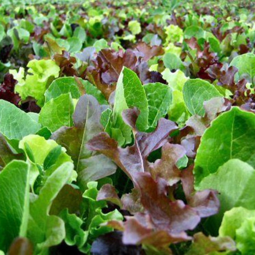 Mixed lettuce mesclun - mixed,
