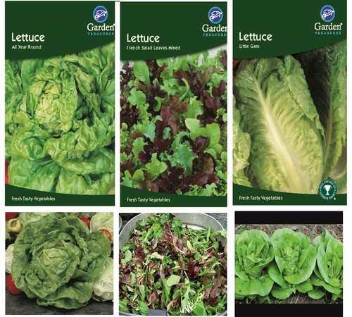 Lettuce seeds little - little, gem