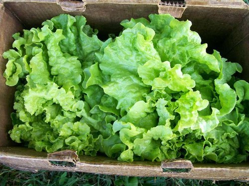 Lettuce black seeded - lettuce, simpson