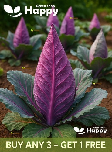 Pointed red cabbage kalibos - pointed,