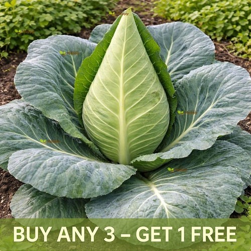 Cabbage 750 seeds greyhound - cabbage, |