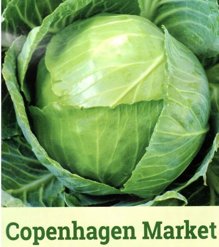 Vegetable white cabbage - vegetable,