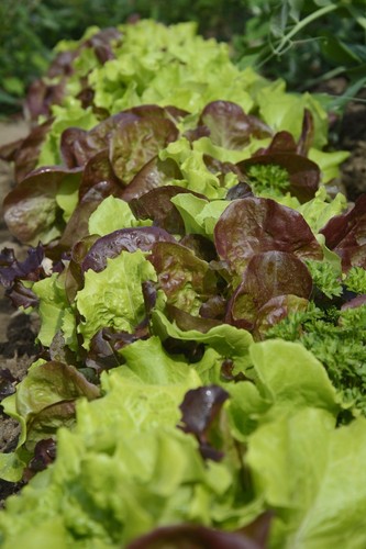 Lettuce green salad bowl - lettuce,