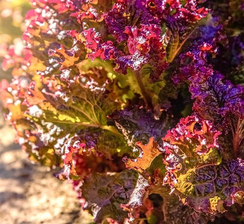 Lettuce lollo rosso leaf - leaf,