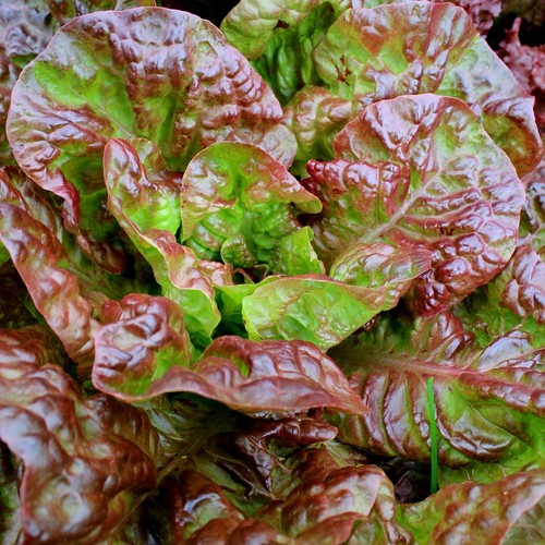 Lettuce marvel of four - |,