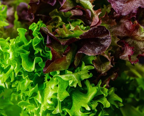 Lettuce seed babyleaf mixed - babyleaf,