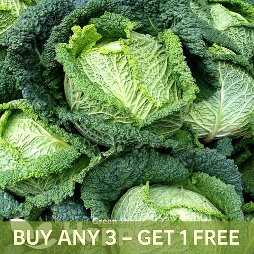 Vegetable savoy cabbage seeds - cabbage,