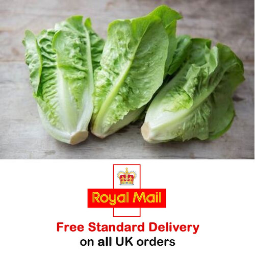 2000 lettuce little - x,