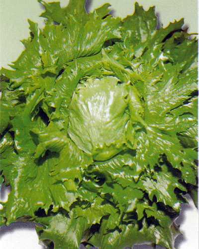 Organic lettuce iceberg ice - organic,