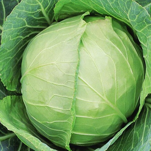 Early giant white - early, cabbage