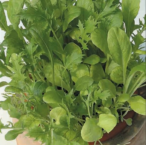 1000 oriental saladini - oriental,