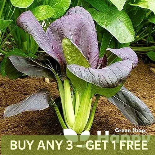 Vegetable cabbage chinese red - vegetable,