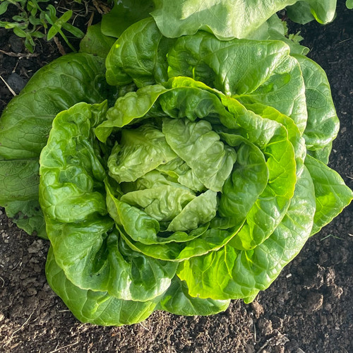 Winter lettuce seeds - seeds,