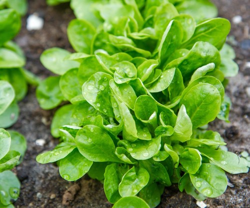 Corn salad vert cambrai - vert,