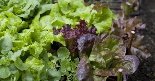 Lettuce mixed baby leaf seeds - mixed,