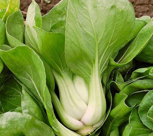 Cabbage pak choi - white, stem