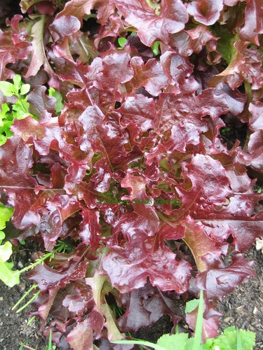 Organic lettuce red oakleaf - lettuce,