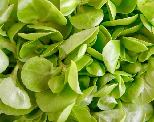 1500x purslane winter miners - purslane,
