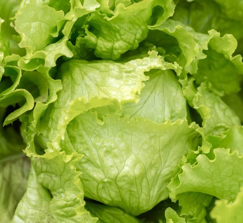 1100x lettuce iceberg - 1100x, great