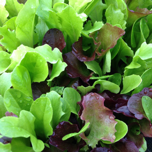 Lettuce mixed - lettuce,