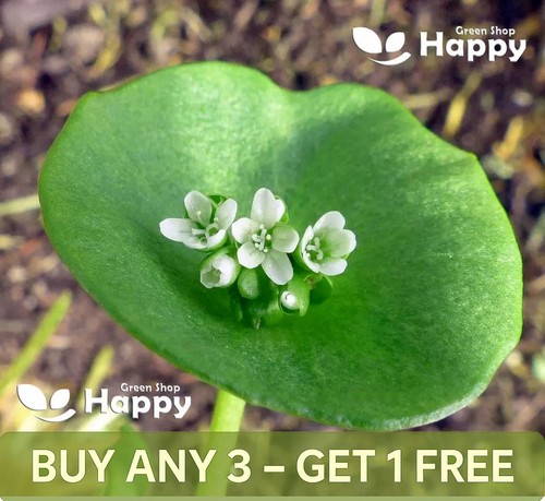 Winter purslane 700 - -,