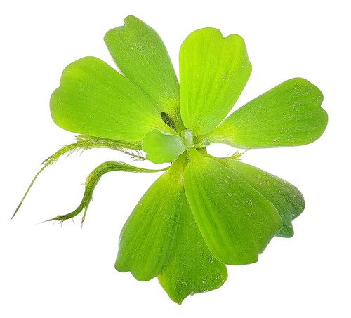 Water lettuce live - x,