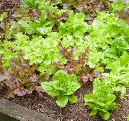 Lettuce seeds gourmet salad - lettuce,