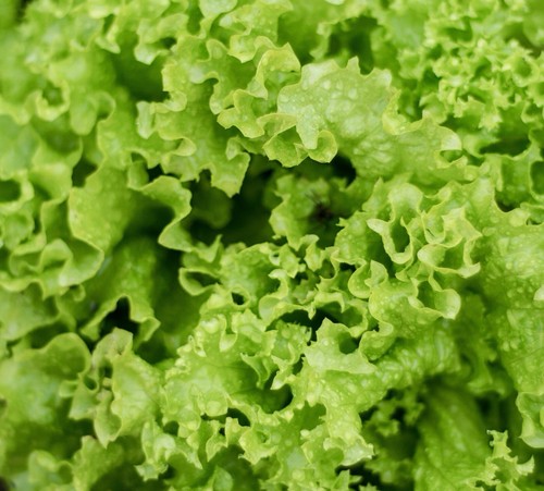 Lettuce salad bowl - green,