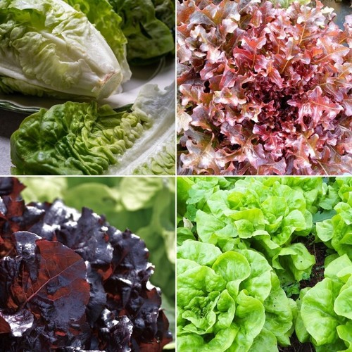 Lettuce seeds huge selection - lettuce,