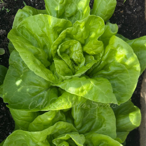 Lettuce all year round - all,
