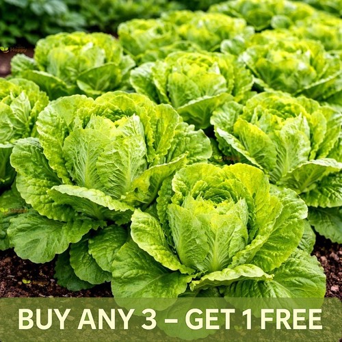 Vegetable seeds romaine - seeds,