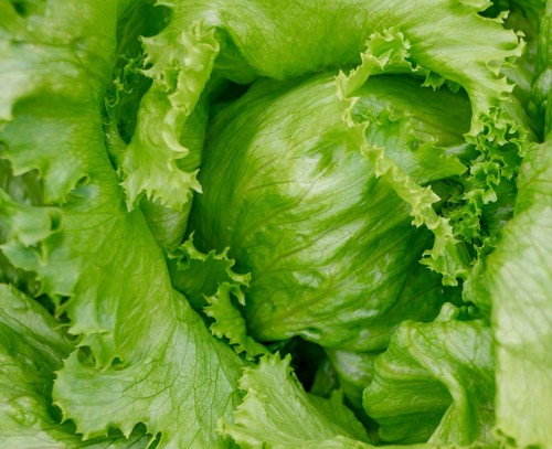 Lettuce saladin iceberg - lettuce,