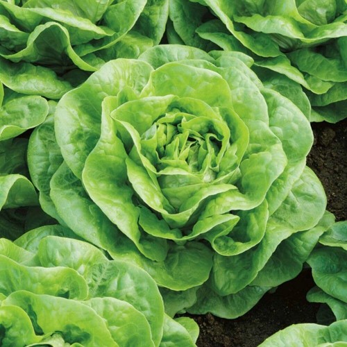 Lettuce brighton cold - lettuce, 'brighton'
