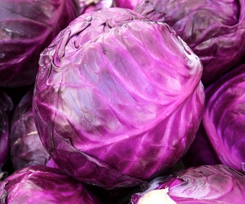 Giant sweet red ball cabbage - ball,
