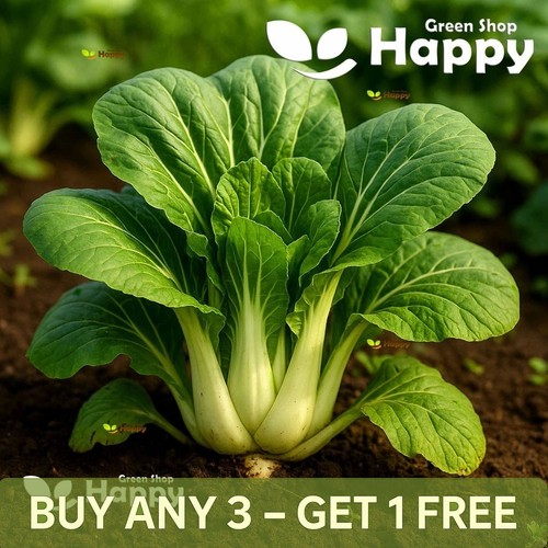 Vegetable seeds chinese - seeds,